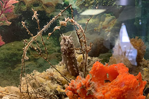 Meet our Live Seahorses