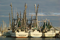 Fort Myers Beach Shrimp Boat Tour