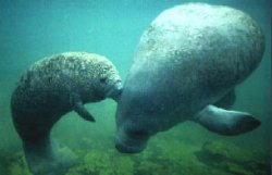 Ostego Bay Foundation, Fort Myers Beach Florida, mammal marine science, education, research, dolphin and manatee behavior, marine biology, Gulf of Mexico science, Estero Marine Laboratory, Oil Spill Co-op, Florida Master Naturalists