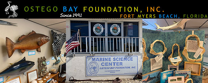 Ostego Bay Marine Science Center Fort Myers Beach